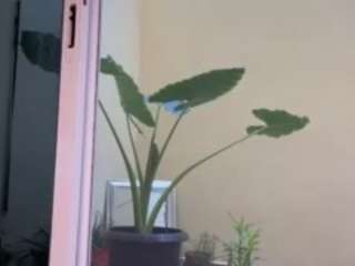 ProfessorGAIA nude and sexy before cam for live chat